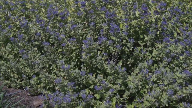 Golden Treasures смотреть онлайн