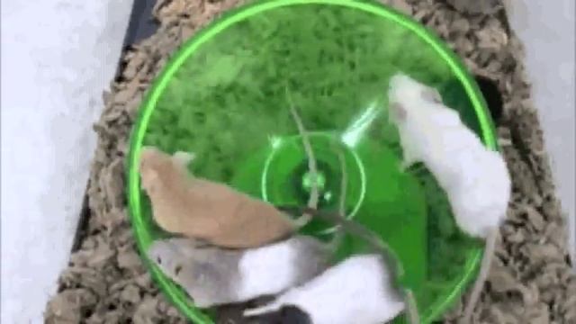 Mice Running on Flying Saucer by Ware Manufacturing смотреть онлайн