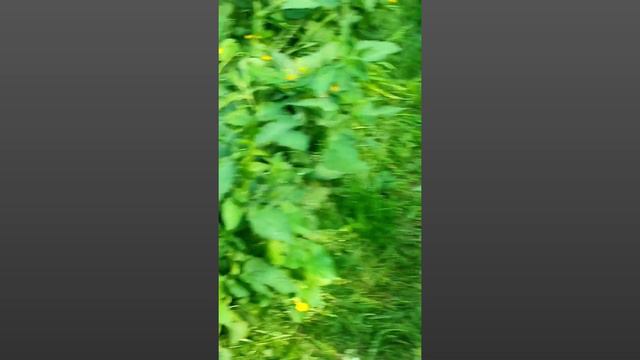 КАК ПОЙМАТЬ КРУПНУЮ РЫБУ / ДЕЙСТВЕННЫЙ СПОСОБ смотреть онлайн