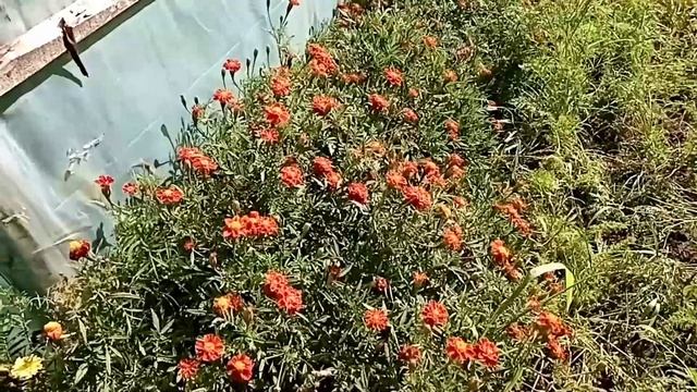 Бархатцы. смотреть онлайн