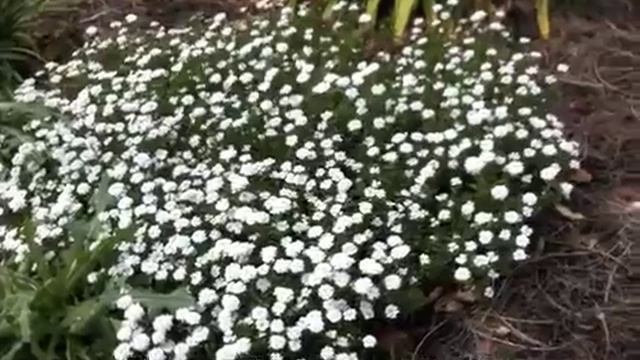 Iberis sempervirens - Evergreen Candytuft смотреть онлайн