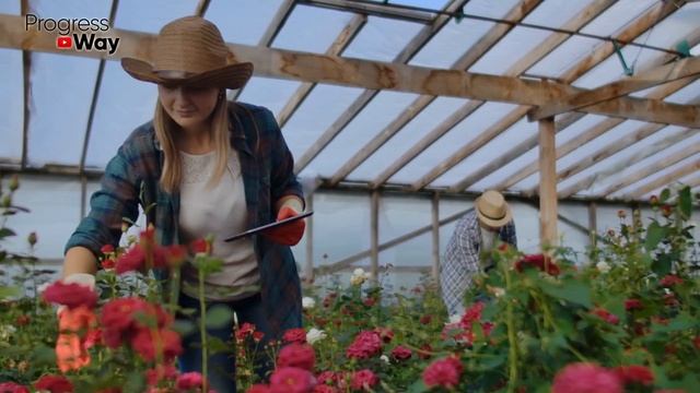 Укоренить Розы Из Букета. Без Лишних Слов, Все По Делу!