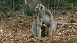 Лемур Лаура ребятам о зверятах