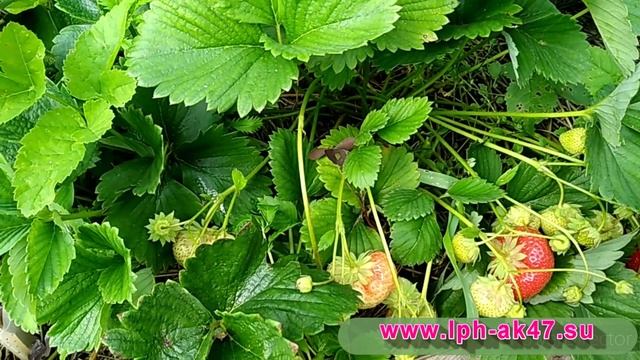 Сорт клубники UO 31508 и Sussette / Сюзетт. Серая гниль и проделки маленьких гномов. смотреть онлайн