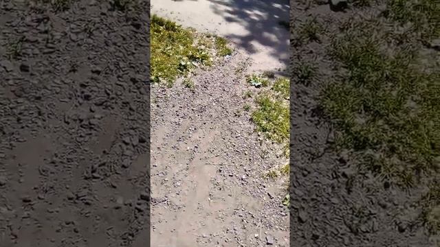 что розовые ромашки!???????? смотреть онлайн