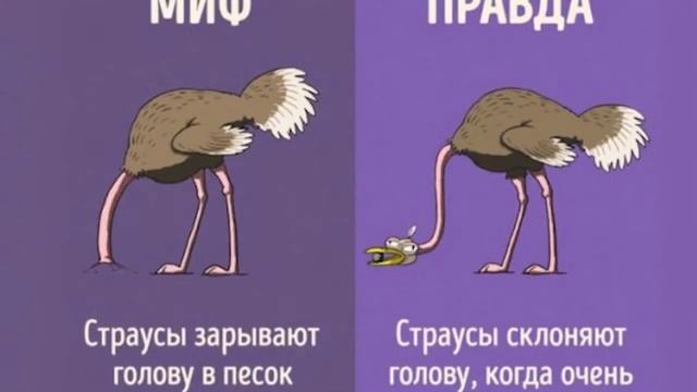 Почему напуганные СТРАУСЫ прячут ГОЛОВУ В ПЕСОК? смотреть онлайн