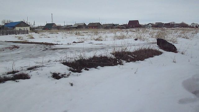 Редкий камыш