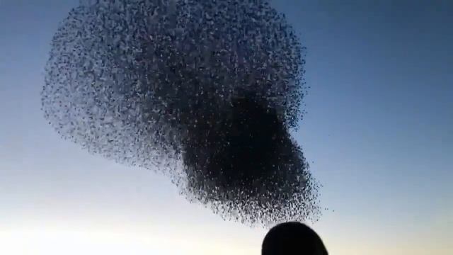 Убойный полет птиц с неожиданной концовкой смотреть онлайн
