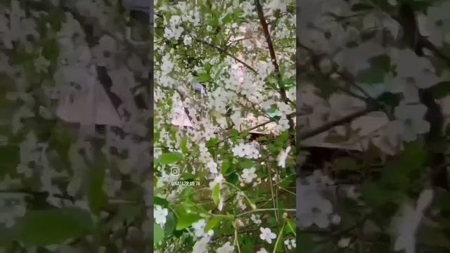 Май )))#цветы #тепло #солнце #весна #мир #праздник смотреть онлайн