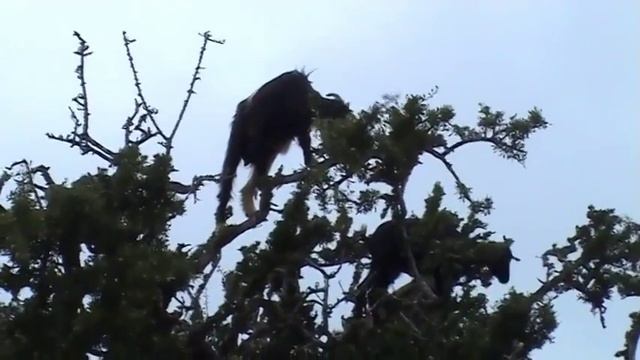 Morocco - goat on argan tree - kozy drzewne смотреть онлайн