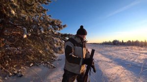 Загонная охота на лося. Стоит ли стрелять дальше 100 метров? Охота 2021.