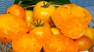 Томат "Совершенная гармония"