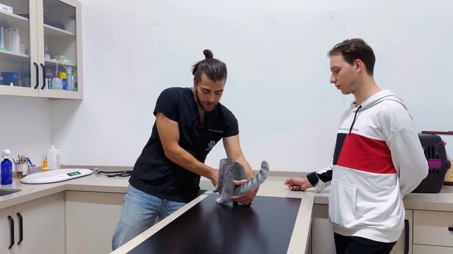 SEVİMLİ YAVRU KEDİ! ( İlk Kez Veteriner Kliniği Gördü! ) смотреть онлайн