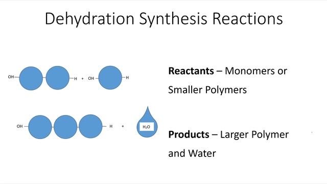 Lecture 6.1 – Monomers and Polymers – Biol 101 смотреть онлайн