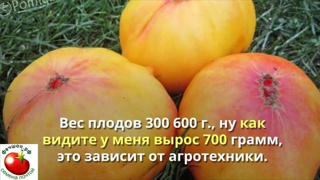 Самые урожайные сорта томатов для теплиц, лучшие помидоры. смотреть онлайн