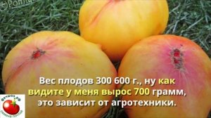 Самые урожайные сорта томатов для теплиц, лучшие помидоры.