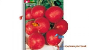 Редис обыкновенный Заря (zarya) ? обыкновенный редис Заря обзор: как сажать, семена редиса Заря