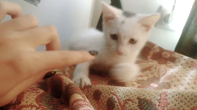 Знакомство|КОТЁНОК ВАСИЛИСА♡ дружба с природой смотреть онлайн