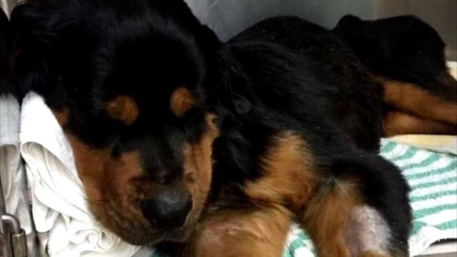 Парализованного ротвейлера выбросили в мусорный бак… А он встал — и пошел! смотреть онлайн