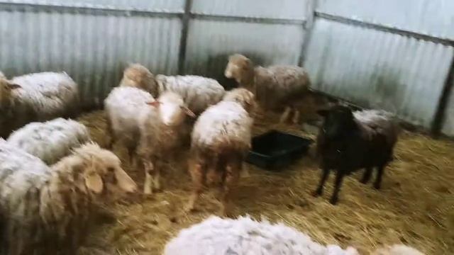 Бараны и Ярки на откорме|ОВЦЕВОДСТВО смотреть онлайн