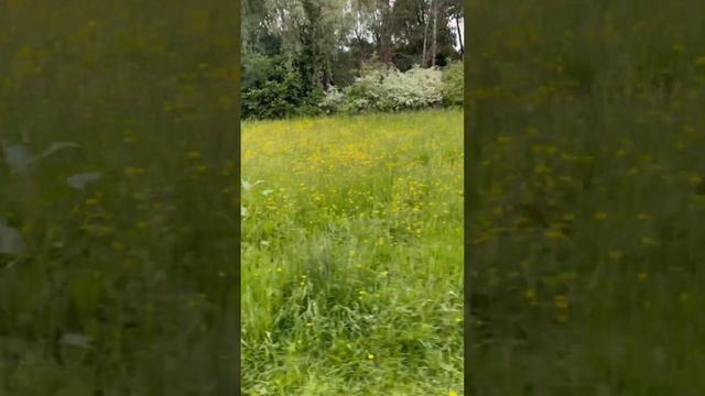 ASMR Bird Sounds Scotland