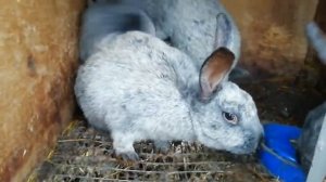 Кокцидиоз у кроликов. Как лечить?