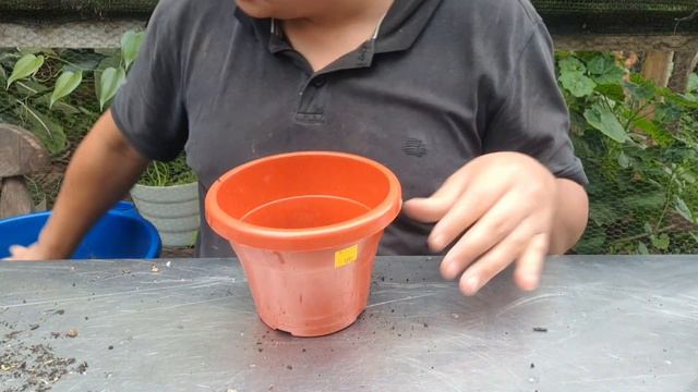 Sembrando los esquejes de las suculentas que DECAPITE. смотреть онлайн