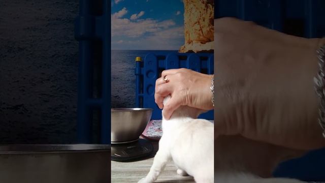 Дегельминтизация щенка чихуахуа Даниэлла Нилетто смотреть онлайн