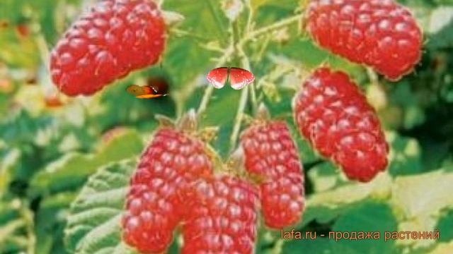 Малина традиционная Патриция ? обзор: как сажать, саженцы малины Патриция смотреть онлайн