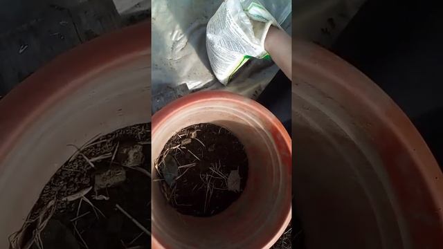 Гладиолусы и лилии в горшках уже сейчас смотреть онлайн