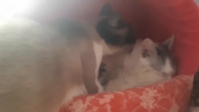 А ЭТО ЛЮБОВЬ!!!... смотреть онлайн