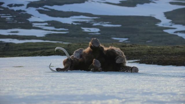Netflix's Life On Our Planet - Mammoth Hunt - 2023 смотреть онлайн