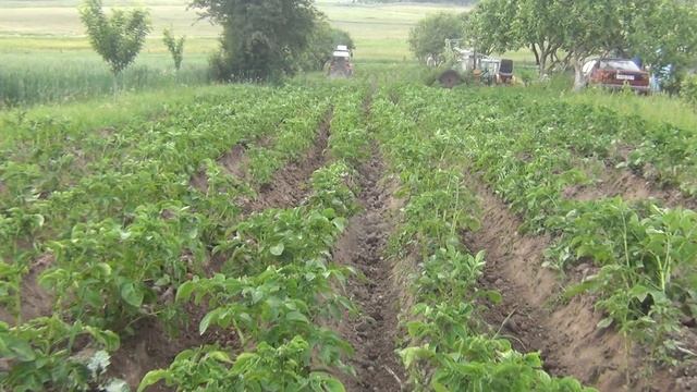 Чизельный окучник на трактор Т25. Вторая обгонка картофеля. смотреть онлайн