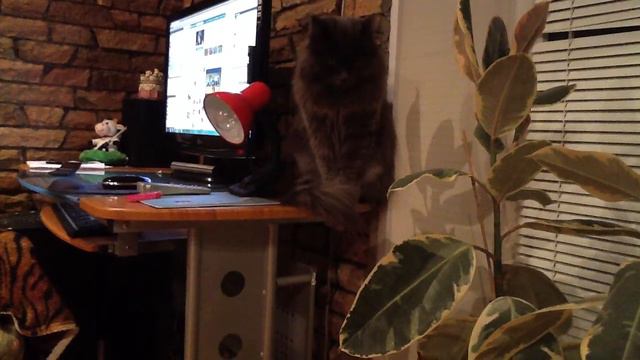 Мой невозмутимый кот! смотреть онлайн