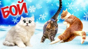 Влюблённые Коты ДЕРУТСЯ из-за Кошечки ВАСИЛИСЫ!!! Кто Станет ПОБЕДИТЕЛЕМ?!