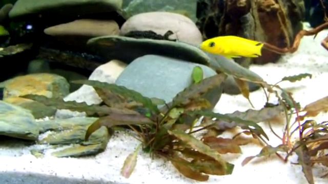Neolamprologus leleupi Tanganjika Goldcichlide смотреть онлайн