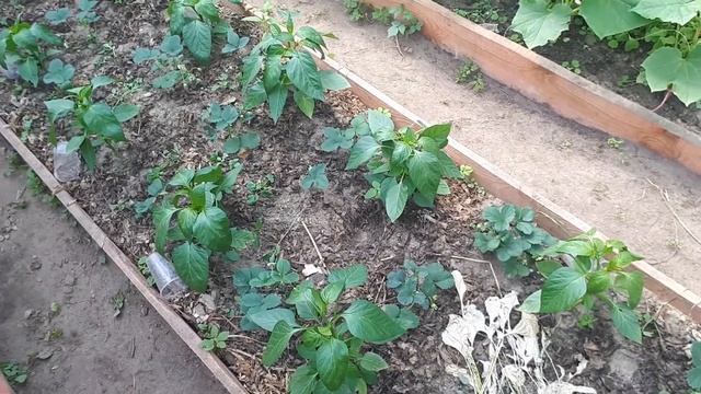 Моя первая теплица.