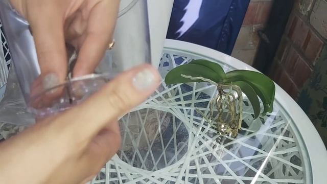 Сажаю орхидею в КАМНИ Неорганический субстрат на Фитильный полив Orchldpon смотреть онлайн