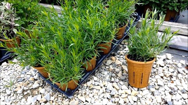 Best Herbs - French Tarragon смотреть онлайн