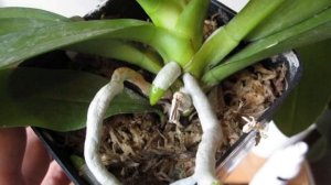 Воздушные корни Орхидеи — что с ними делать