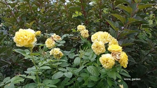 #роза Анни Дюпрей вторая волна июль жара смотреть онлайн