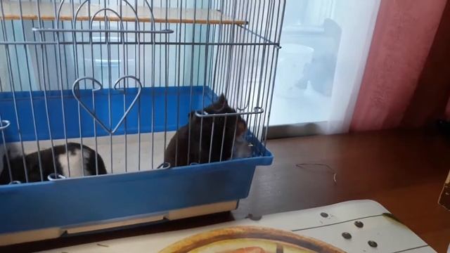 Самый умный хомяк в мире смотреть онлайн