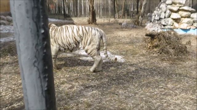 Бенгальский тигр Зао подошёл поздороваться, но общаться не стал 04.05.2023 смотреть онлайн