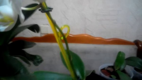 Фаленопсис Adelaide