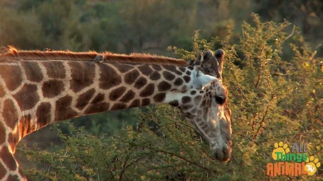 * TOP 8 AFRICAN ANIMALS * | Playlist For Kids | All Things Animal TV смотреть онлайн