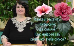 Как вырастить гибискус из семян? Как надрезать семечко гибискуса?-видео Ольги Пряниковой