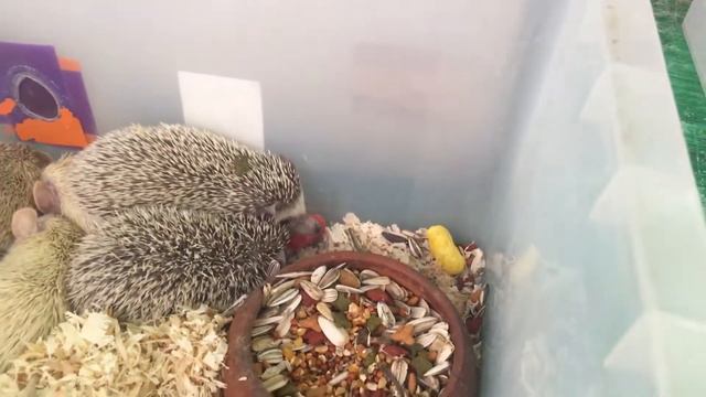 Ночной рынок в Пхукет тауне смотреть онлайн