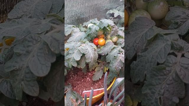 ТОМАТЫ..ЗИМНИЙ ОГОРОД..Массово начали краснеть.. смотреть онлайн
