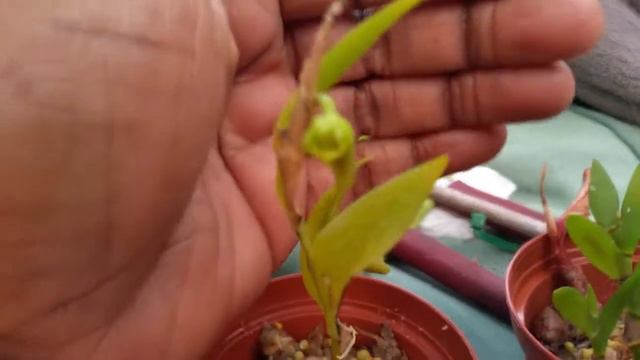 Dendrobium Ancep, Orchid смотреть онлайн