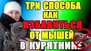 Три способа - как избавиться от мышей и крыс в курятнике.